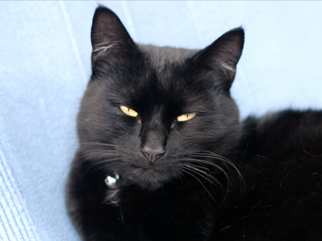 A photo of a black cat