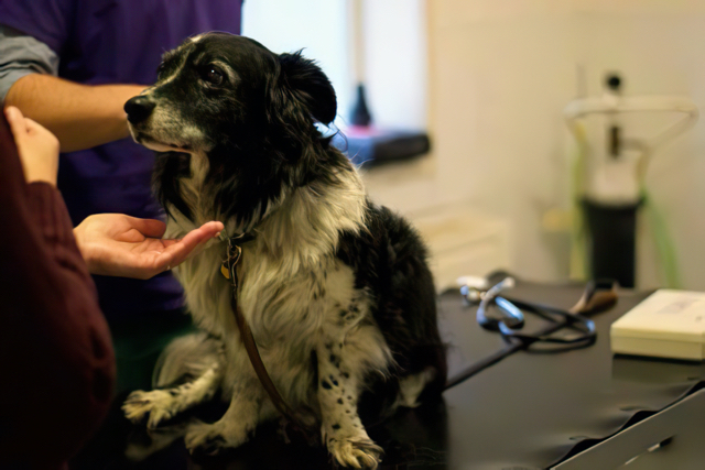 Photo of a dog in the clinic
