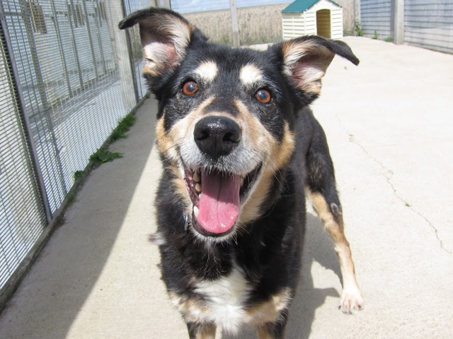 Photo of a dog in a kennel