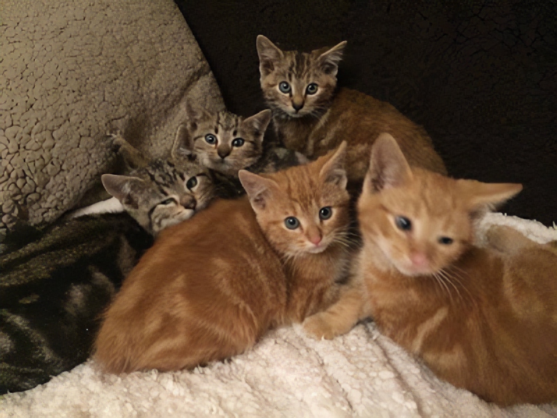 A photo of five kittens