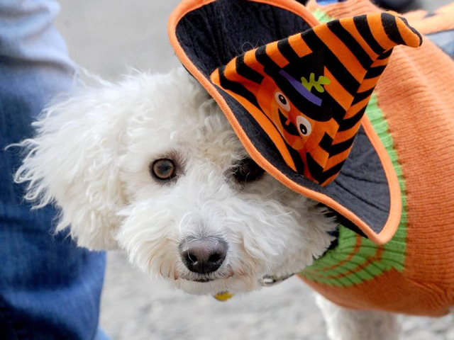A photo of a white dog wearing an orange hat during the Cambridge Halloween Dog Parade