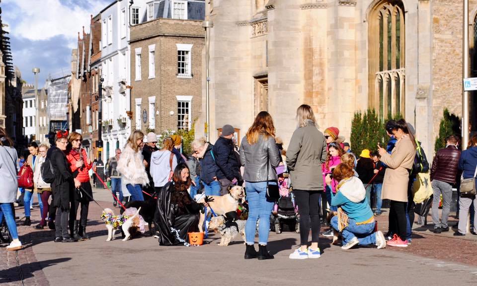 A photo of people gathered on the street during the Cambridge Halloween Dog Parade, an event raising money for RSPCA Cambridge