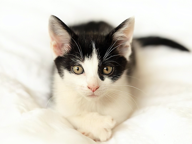 A photo of a black and white kitten laying on a bed