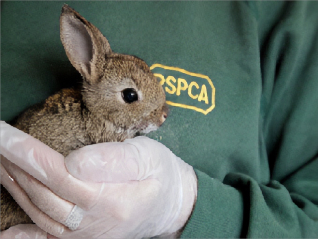 A photo of a small rabbit held by a person with RSPCA written on their clothes